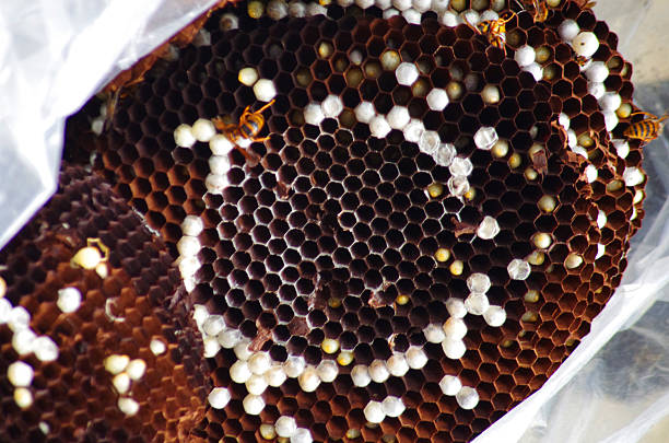 Close up of a large hornet's nest