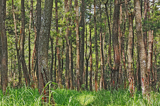 istock photo of pine tree at the forest 2241330474