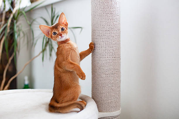 istock Abyssinian sorrel cat standing near white jute rope scratching post and looking at camera. 2241332769