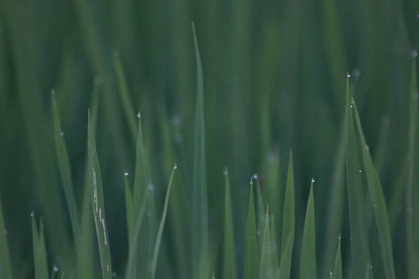 istock close up photo of rice paddy 2241333000