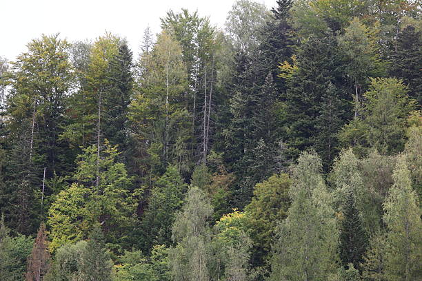Dense forest on a mountain slope with conifers and deciduous trees. Green, yellow, and light autumn leaves under soft diffused light, creating misty atmosphere.