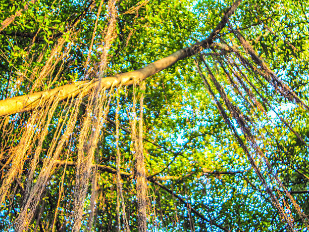 A low-angle view captures the intricate network of a banyan tree's aerial roots, bathed in bright sunlight against a backdrop of lush green leaves and a blue sky.