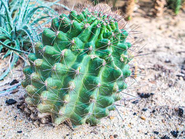 istock Vibrant Green Cactus with Spines in a Desert Garden 2241334958