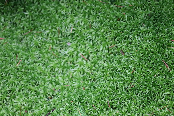 Close-up of bright green moss cushion, likely sphagnum, with soft spongy texture and dense tiny plants forming a pillow-like surface.