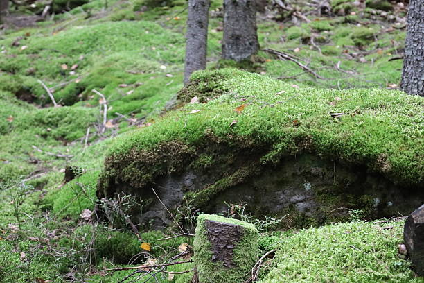 istock Moss-covered rock and stump in forest 2241335347