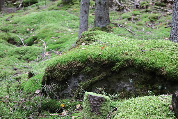 istock Forest scene with moss-covered rock and stump 2241335348