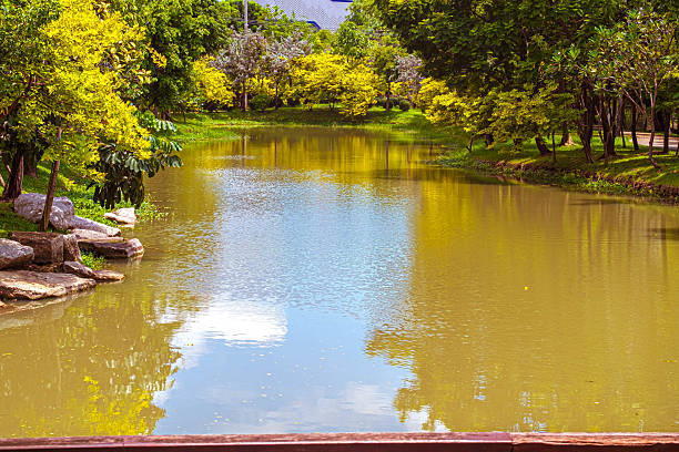 A tranquil scene featuring a calm body of water, bordered by vibrant green foliage and trees with bright yellow blossoms.