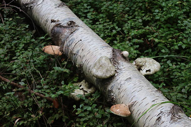 Fallen birch trunk with shelf fungi growing on it. Surrounded by green blueberries and forest floor debris.
