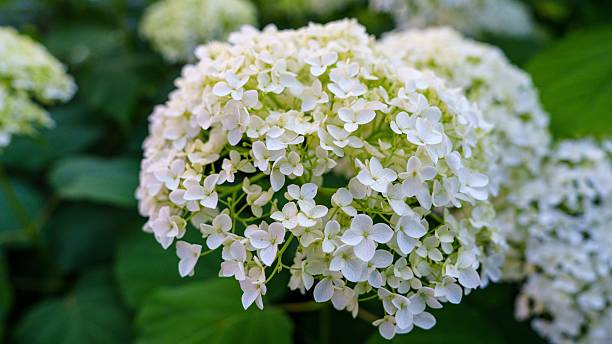 istock Lush White Hydrangea Bloom A Captivating Floral Display in a Natural Garden Setting 2241336394