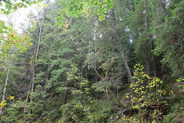 istock Dense mountain forest with conifers and autumn leaves 2241336838