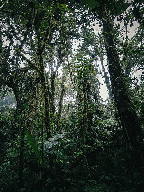 istock Misty Canopy of Monteverde Cloud Forest 2241336897
