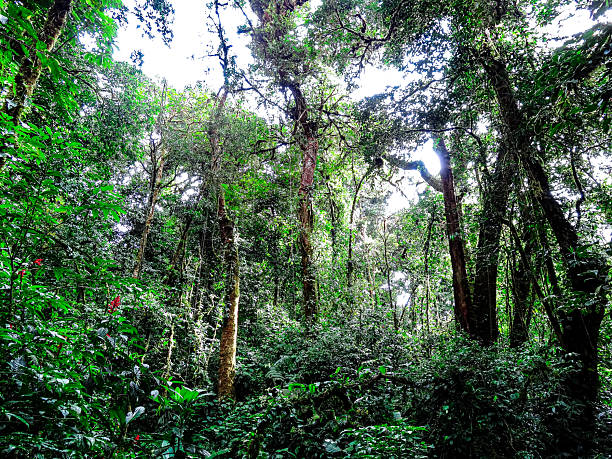 istock Tropical Rainforest in Monteverde Cloud Forest 2241336925