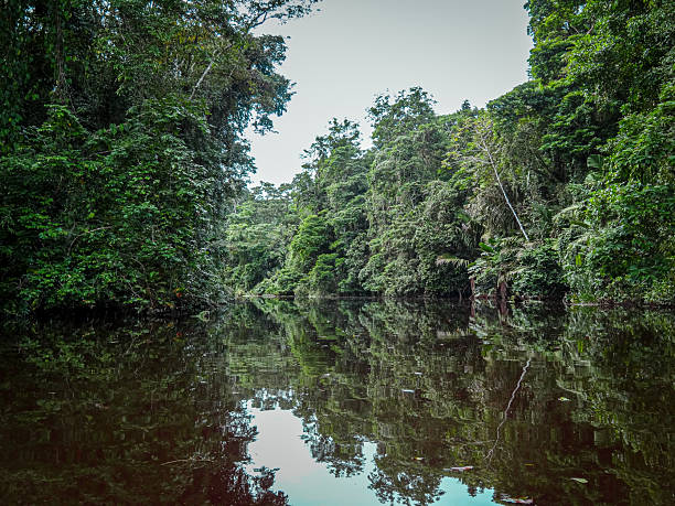 istock Tropical River Reflections in Tortuguero 2241336946