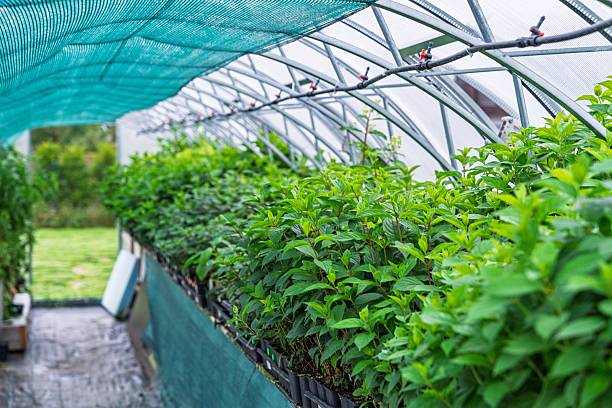 istock Greenhouse Cultivation Rows of Seedlings Thriving Under Protective Mesh Canopy Structure 2241339954