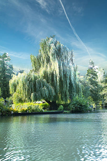 istock Weeping willow on the riverbank under a dramatic sky in idyllic nature 2241340915