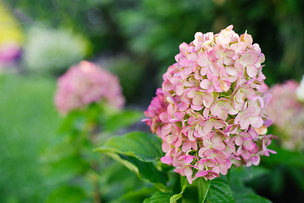 Pink and Rose variety of panicle hydrangea in peak bloom under summer sunlight, surrounded by green foliage.