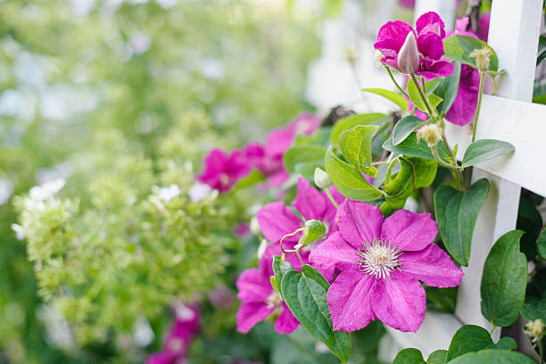 White clematis climbing up