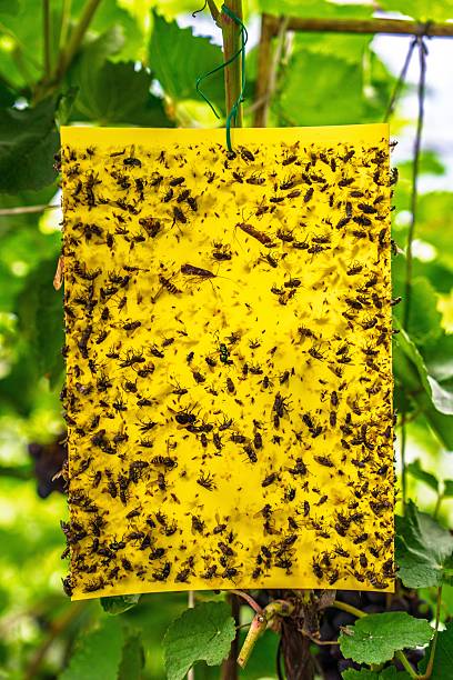 istock Sticky Insect Trap Yellow Pest Control with Caught Insects in a Vineyard Setting 2241341329
