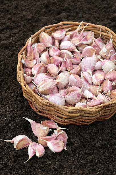 istock Garlic cloves in basket on soil for planting 2241341614