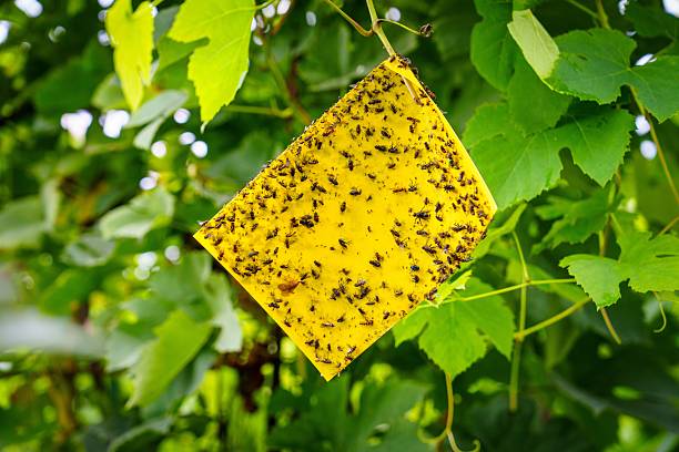 istock Sticky Trap for Effective Pest Control on Grapevines, Eliminating Harmful Flying Insects 2241342278