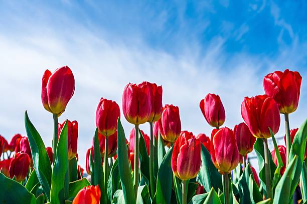 istock Vibrant Red Tulips Blooming Under a Bright Blue Sky in the Netherlands A Floral Symphony 2241342876