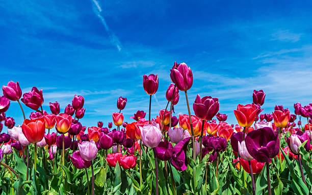 istock Vibrant Tulip Field Under a Bright Blue Sky A Colorful Springtime Landscape Scene 2241343010