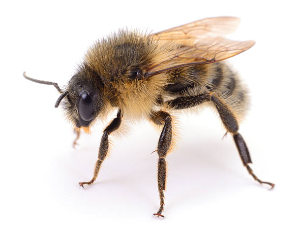 istock Honey bee close-up isolated on white background 2241344239