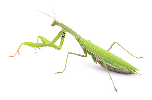 istock Green praying mantis isolated on white background 2241344242