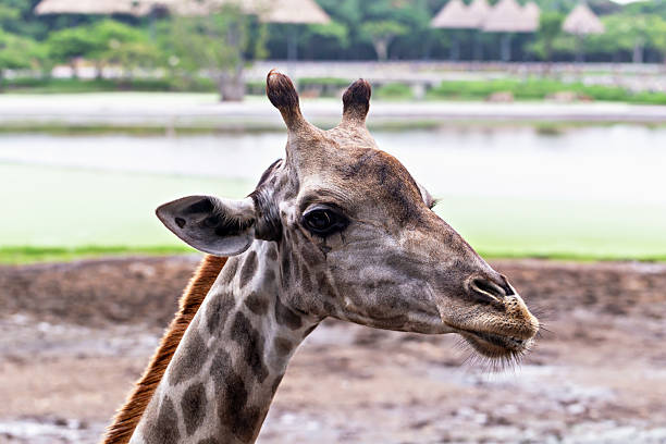 Portrait of a happy giraffe on a safari