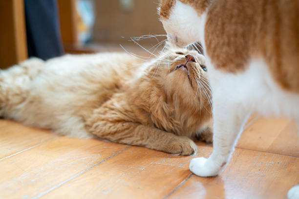 istock Two cute cats grooming themselves 2241345230