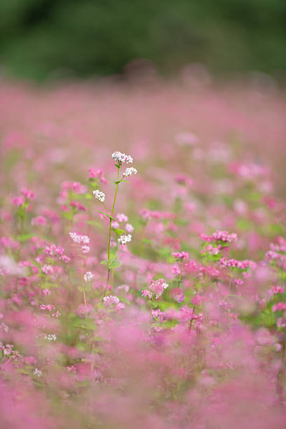 Red buckwheat flowers seen in autumn