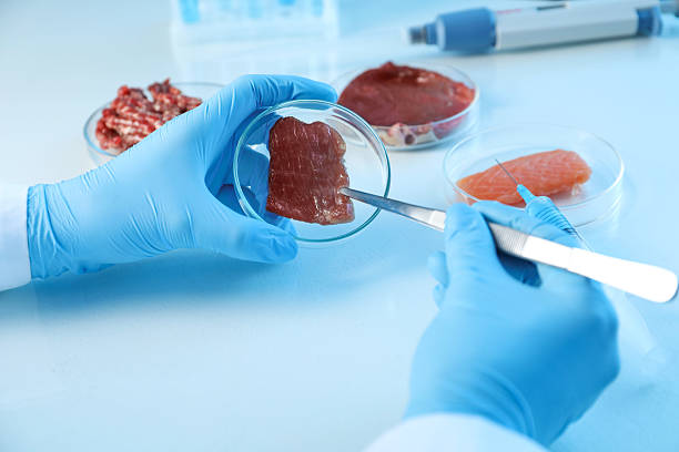 istock GMO concept. Scientist with piece of meat at table, closeup 2241349634