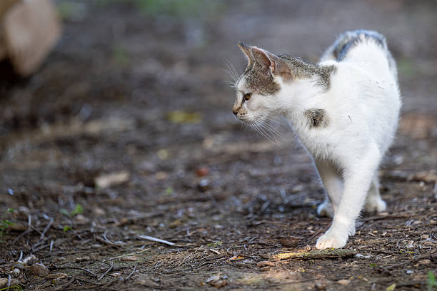 portrait of cute calico cat with green eyes with nature green bokeh background.
