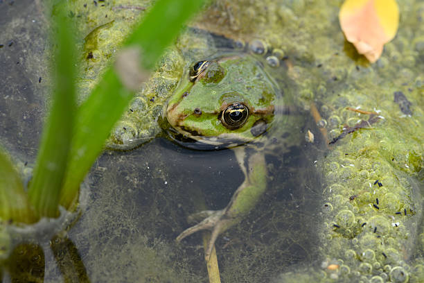 istock Green Frog in Algae-Rich Pond – Macro Amphibian Habitat 2241350671