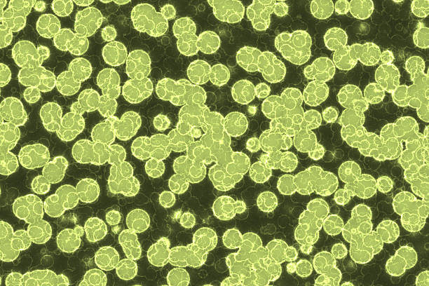 Fake microorganisms. microbiology. Bacteria, cells, viruses, germs, microorganisms.