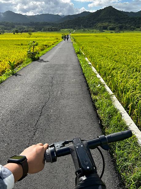 istock Bicyclist’s View Along a Narrow Road Through Golden Rice Fields and Rolling Hills 2241352687