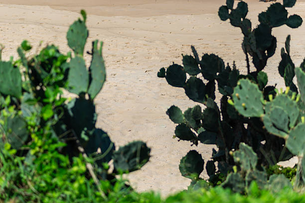 A rugged coastline with dark rocks, a sandy trail, and palm trees bordering the turquoise sea. A vibrant, tropical setting, ideal for travel, nature, and outdoor activities.