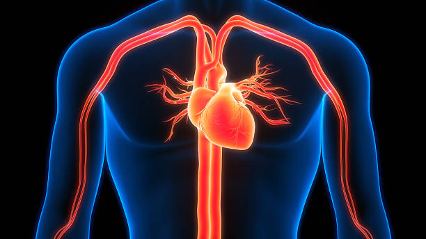 istock Human Circulatory System Heart Anatomy 2241355925