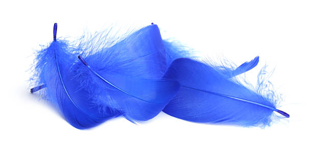 istock Pile of fluffy light feathers isolated on white 2241356163