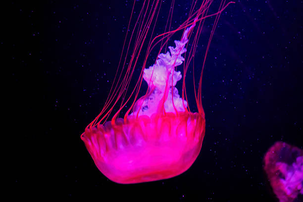 istock An ethereal jellyfish glows with a vibrant pink hue 2241357165