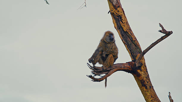istock Olive Baboon Sitting Calmly on Tree Branch in Ngorongoro Crater 2241357598