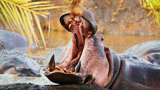 Close-up shot of two hippos aggressively interacting in the water at Ngorongoro Crater. The hippos' mouths are wide open, displaying their large teeth. The scene captures the intense interaction in a natural wildlife setting.