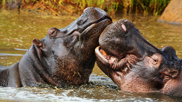 Close up shot of two hippos aggressively interacting in the water at Ngorongoro Crater. The hippos are partially submerged, displaying powerful jaws and intense expressions. The water is muddy, adding to the dramatic scene.