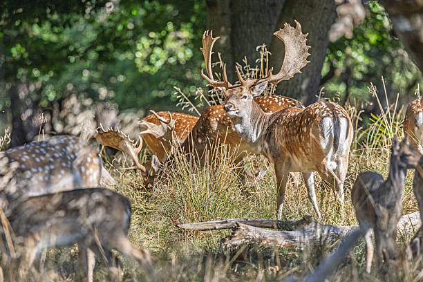 A fallow deer buck stands watch over his herd as they graze in a forest clearing, keeping a vigilant eye on the photographer. The photo was taken in Dyrehaven, a public park north of Copenhagen, Denmark. This UNESCO World Heritage site is recognized for its distinctive par force hunting landscape, originally designed to reflect royal hunting traditions.