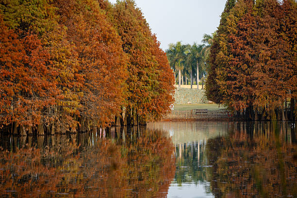 Autumn Reflections of Red Trees Along the Water's Edge