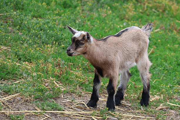 istock Baby Goat Standing on a Green Pasture 2241360806