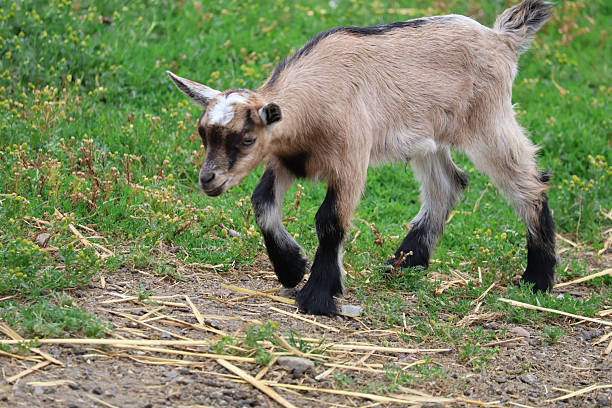 istock Curious Young Goat Kid Walking on Grass and Dirt in Field 2241360812