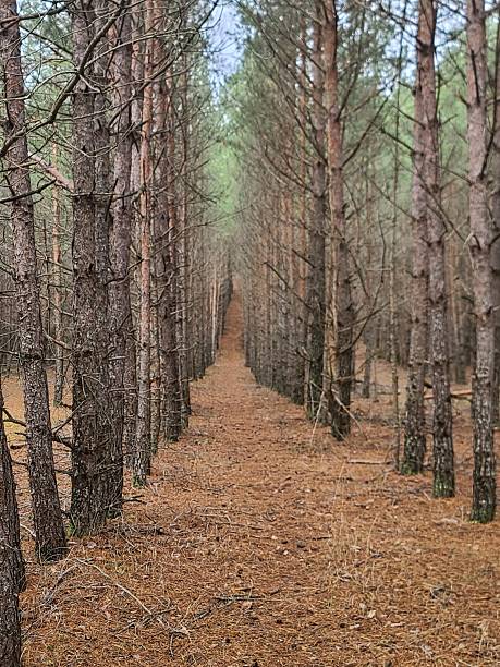istock Tall pines grow in beautiful, orderly rows. Sunlight breaks through them and shadows fall on the ground, which is covered with a thick layer of pine needles 2241365519