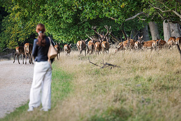 Dyrehaven, Copenhagen, Denmark, Europe, September 22, 2025:  A young woman watches a herd of red deer, led by an impressive stag, as they cross a forest path. She maintains a respectful distance while observing the animals. The photo was taken in Dyrehaven, a public park north of Copenhagen, Denmark. This UNESCO World Heritage site is known for its distinctive par force hunting landscape, originally designed to reflect royal hunting traditions.