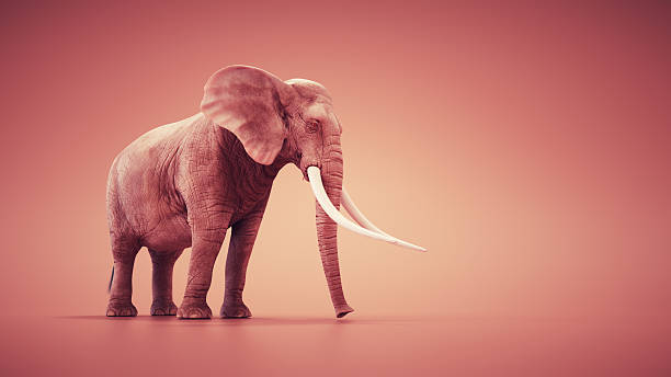 istock Elephant standing gracefully on a minimalist background at sunset for a serene visual experience 2241367949